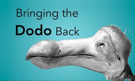 Clonage dodo